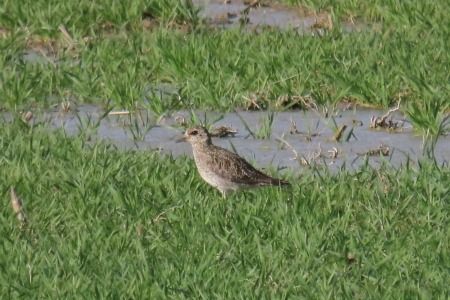 Daurada grossa  - Xesco Puigdomenech