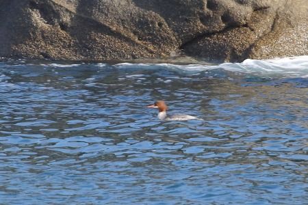 Bec de serra gros  - Xesco Puigdomenech