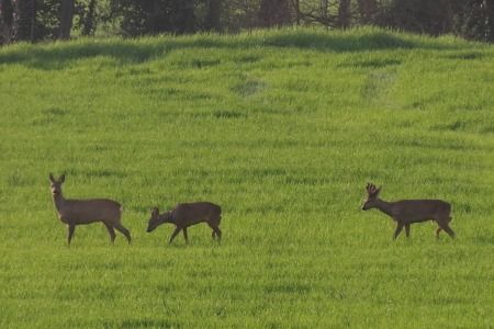 Cabirol  - Xesco Puigdomenech