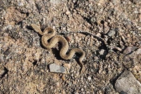 Escurçó pirinenc  - Xesco Puigdomenech