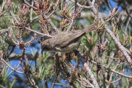 Mosquiter comú siberià  - Xesco Puigdomenech