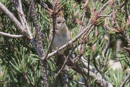 Mosquiter comú siberià  - Xesco Puigdomenech