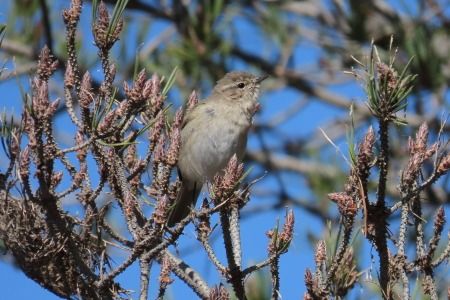 Mosquiter comú siberià  - Xesco Puigdomenech