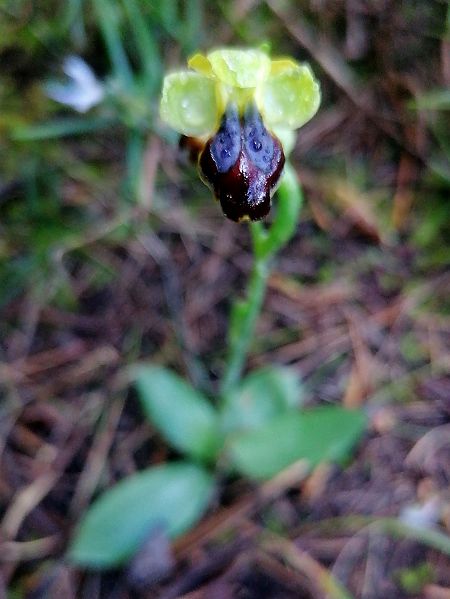 Ophrys forestieri  - Josep Escolà
