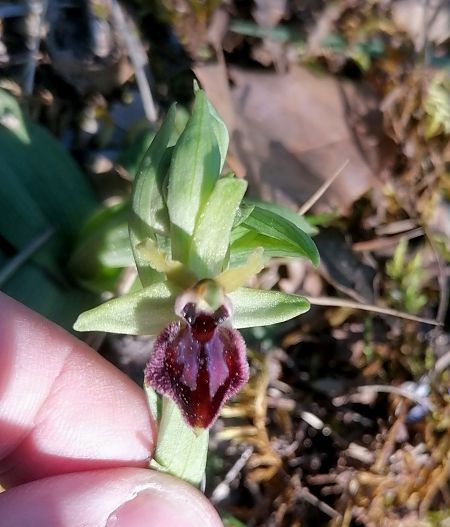 Ophrys passionis  - Josep Escolà