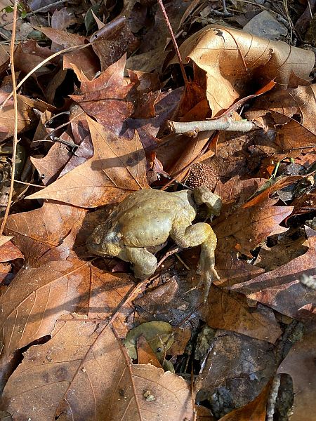 Gripau comú  - anònim