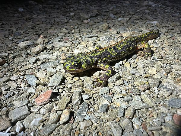 Tritó verd  - anònim