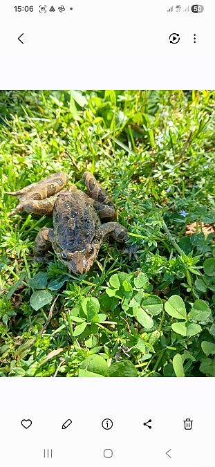 Granota pintada  - Albert Montori