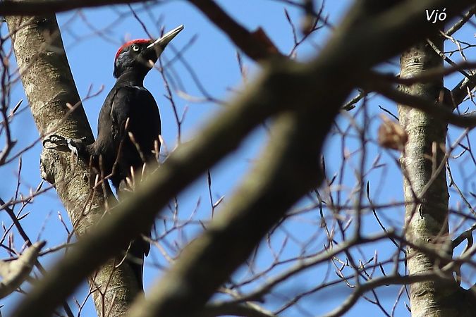 Picot negre  - Lluís Vilamajó