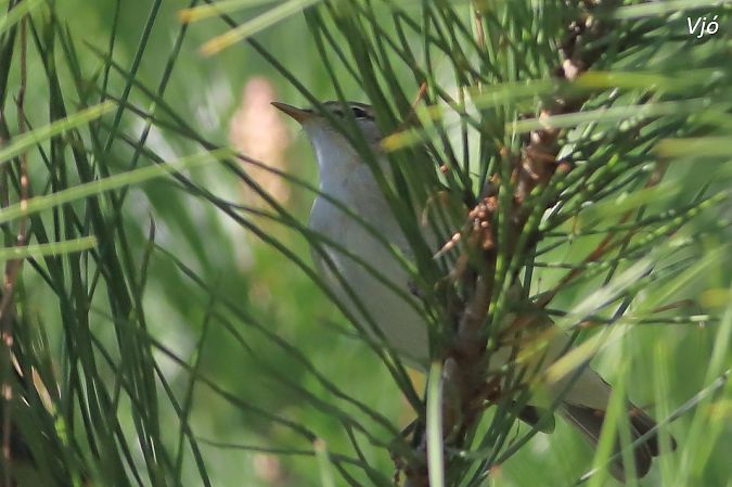 Mosquiter comú  - Lluís Vilamajó