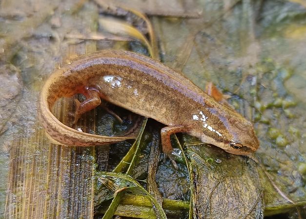 Tritó palmat  - Javier Romera Cabrera