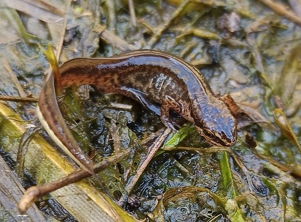 Tritó palmat  - Javier Romera Cabrera