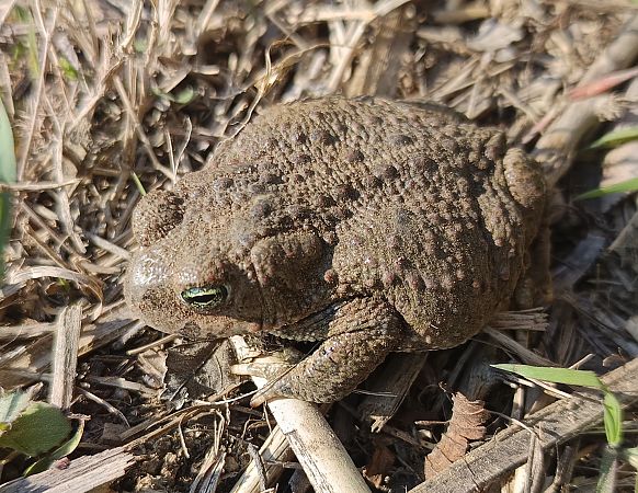 Gripau corredor  - Javier Romera Cabrera