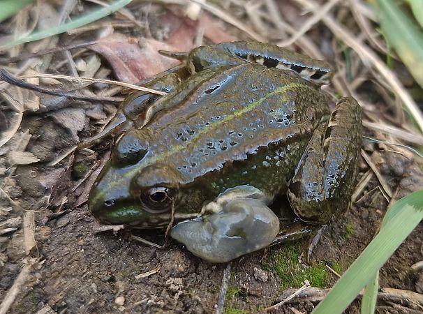 Granota verda  - Javier Romera Cabrera