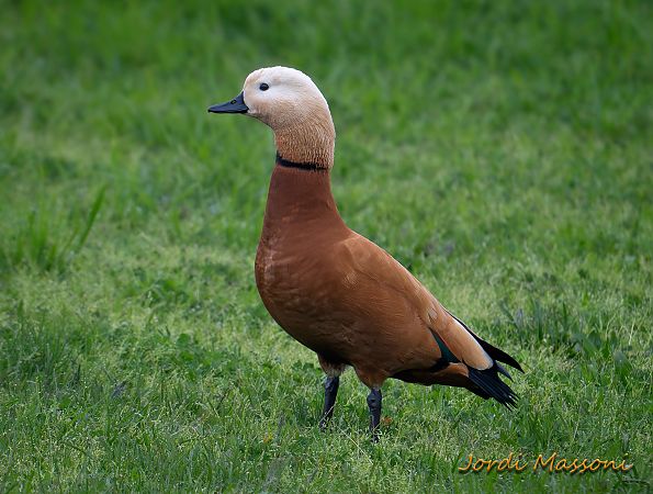 Ànec canyella  - Jordi Massoni