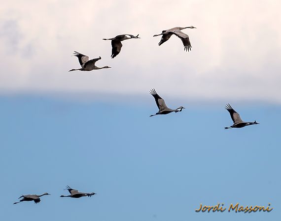 Grua  - Jordi Massoni