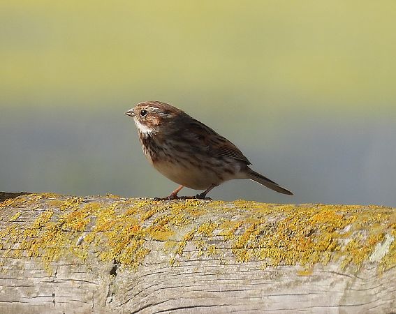 Repicatalons  - Eulàlia Maspons