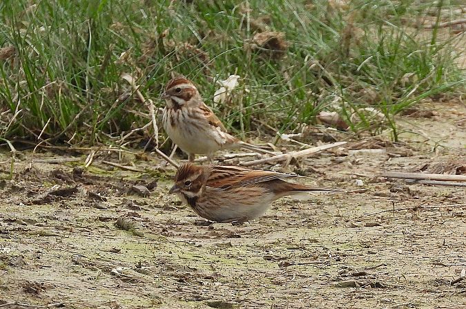 Repicatalons  - Eulàlia Maspons