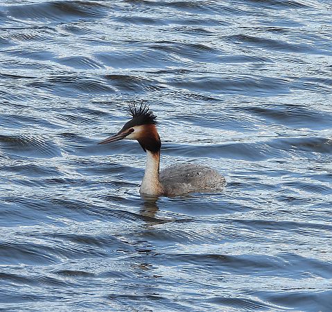 Cabussó emplomallat  - Eulàlia Maspons