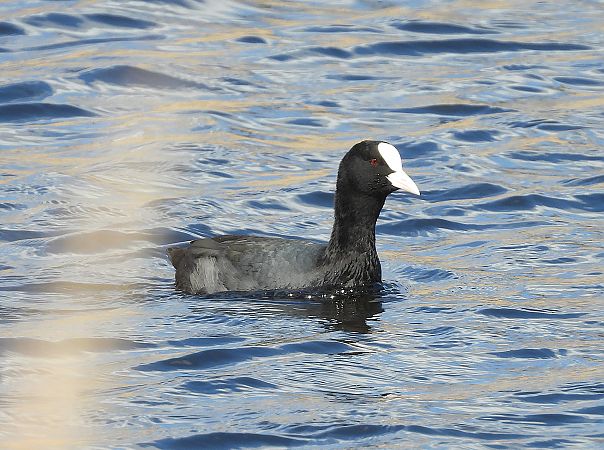 Fotja vulgar  - Eulàlia Maspons