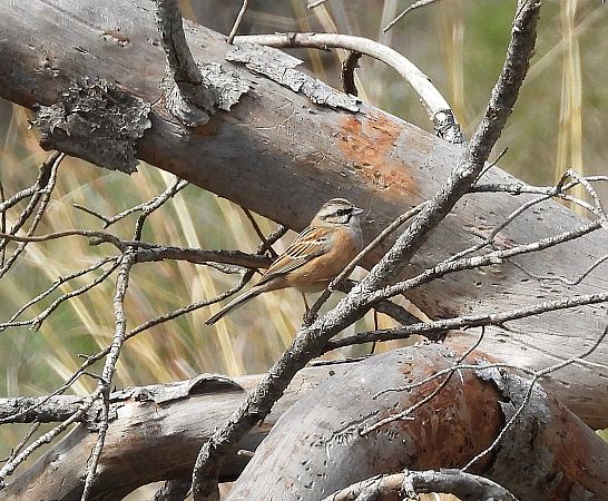 Sit negre  - Eulàlia Maspons