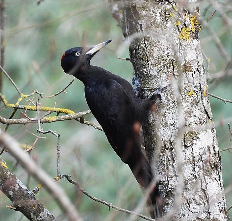 Picamaderos Negro  - Eulàlia Maspons