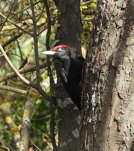 Picot negre  - Eulàlia Maspons
