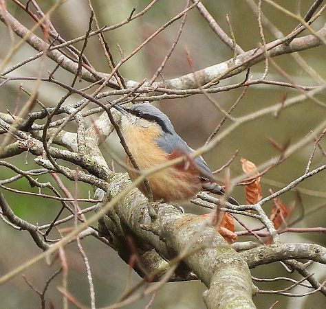 Pica-soques blau  - Eulàlia Maspons