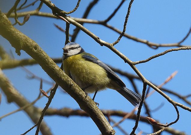 Mallerenga blava  - Eulàlia Maspons