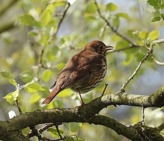 Tord comú  - Eulàlia Maspons