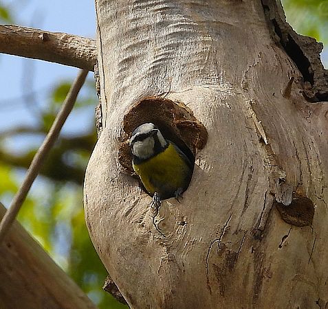 Mallerenga blava  - Eulàlia Maspons