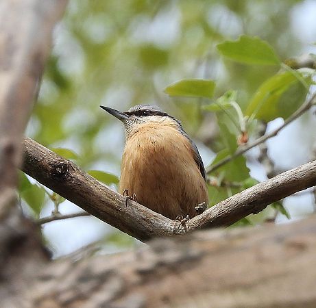 Pica-soques blau  - Eulàlia Maspons