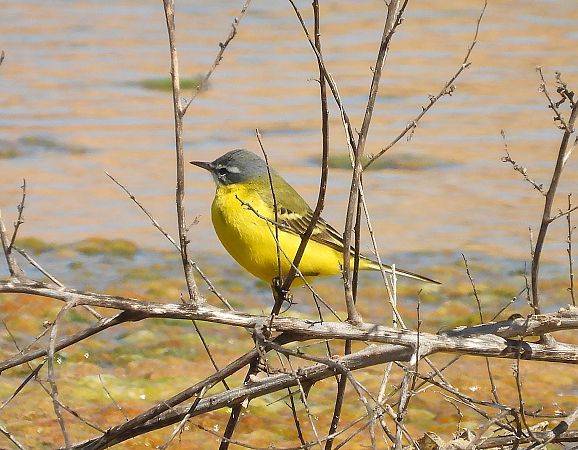 Cuereta groga  - Eulàlia Maspons