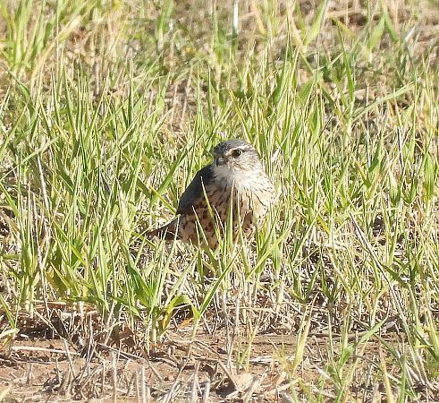 Esmerla  - Eulàlia Maspons