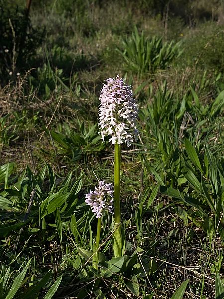 Neotinea conica  - Xavier Alamany