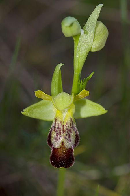 Ophrys forestieri  - Xavier Alamany