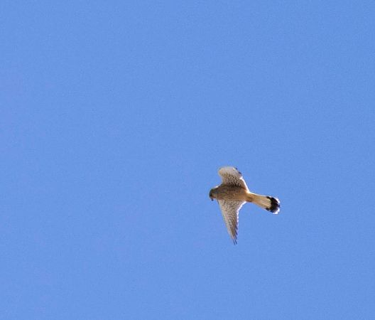 Xoriguer comú  - Feli Guardado