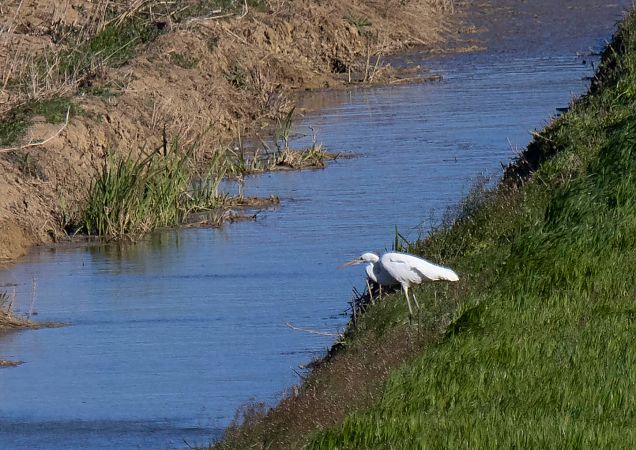 Agró blanc  - Feli Guardado