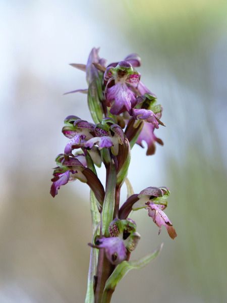 Himantoglossum robertianum  - Ramon Calvet i Falgueras