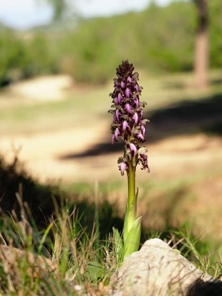 Himantoglossum robertianum  - Ramon Calvet i Falgueras