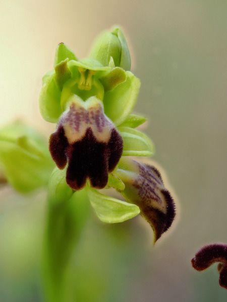 Ophrys forestieri  - Ramon Calvet i Falgueras