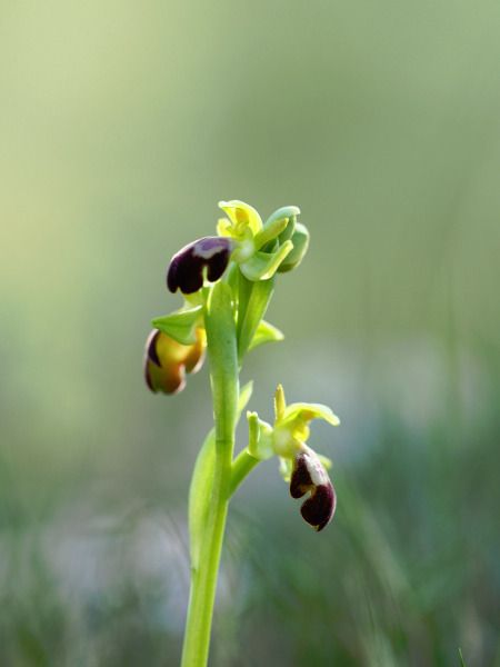Ophrys forestieri  - Ramon Calvet i Falgueras
