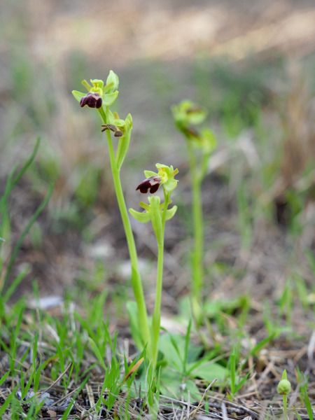 Ophrys forestieri  - Ramon Calvet i Falgueras