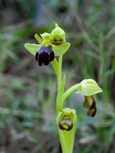 Ophrys forestieri  - Ramon Calvet i Falgueras