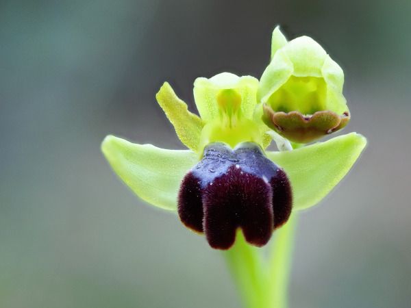 Ophrys forestieri  - Ramon Calvet i Falgueras