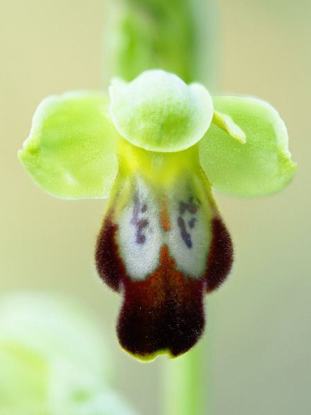 Ophrys forestieri  - Ramon Calvet i Falgueras