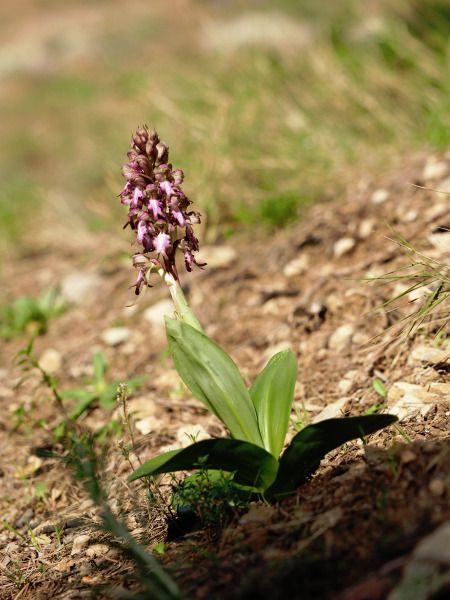 Himantoglossum robertianum  - Ramon Calvet i Falgueras