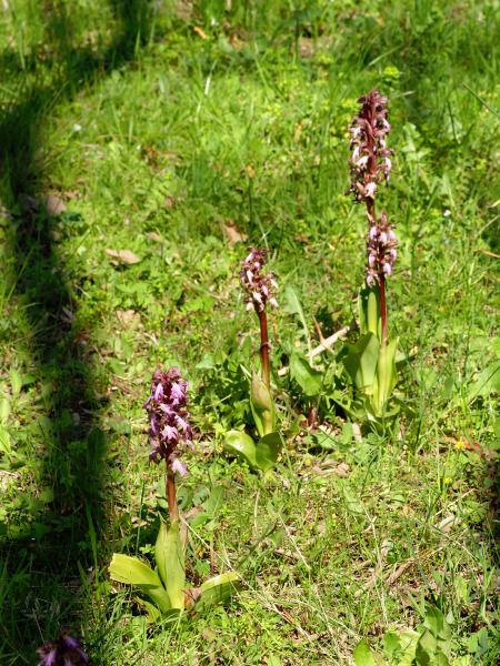 Himantoglossum robertianum  - Ramon Calvet i Falgueras