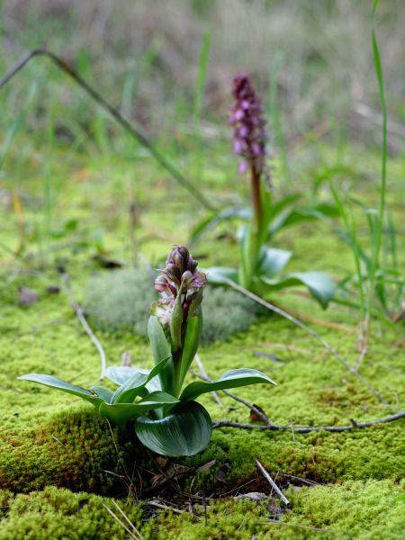 Himantoglossum robertianum  - Ramon Calvet i Falgueras