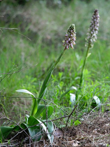 Himantoglossum robertianum  - Ramon Calvet i Falgueras